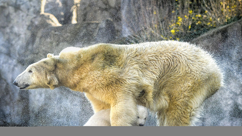 Eisbär, Wien, Schönnbrunn