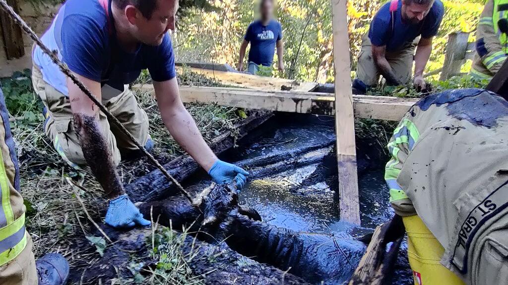 Kuh in Pfarrwerfen aus Jauchegrube gerettet
