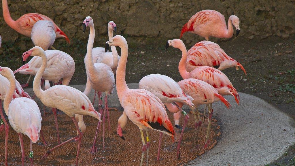 Frühlingserwachen im Salzburger Zoo