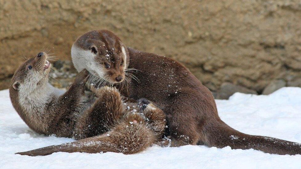 Fischotter im Schnee