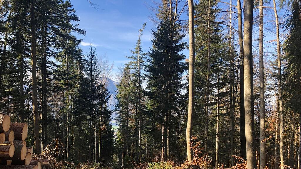 symb_wald; symb_holzarbeiten; symb_holz