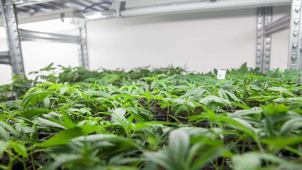 Etwa 5.000 Stecklinge verkauft plants4friends im Monat.