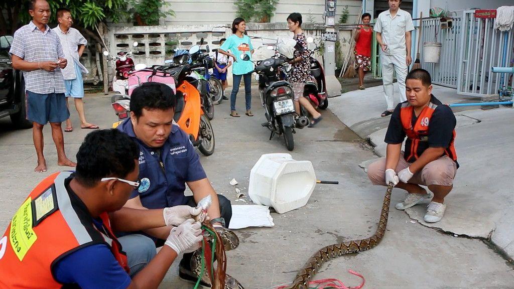 Python-Attacke auf thailändischem WC