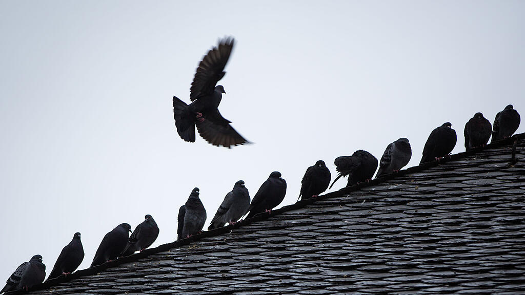 Taube, Vogel, Tier, SB