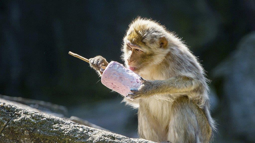 Die besten Tierbilder KW 30