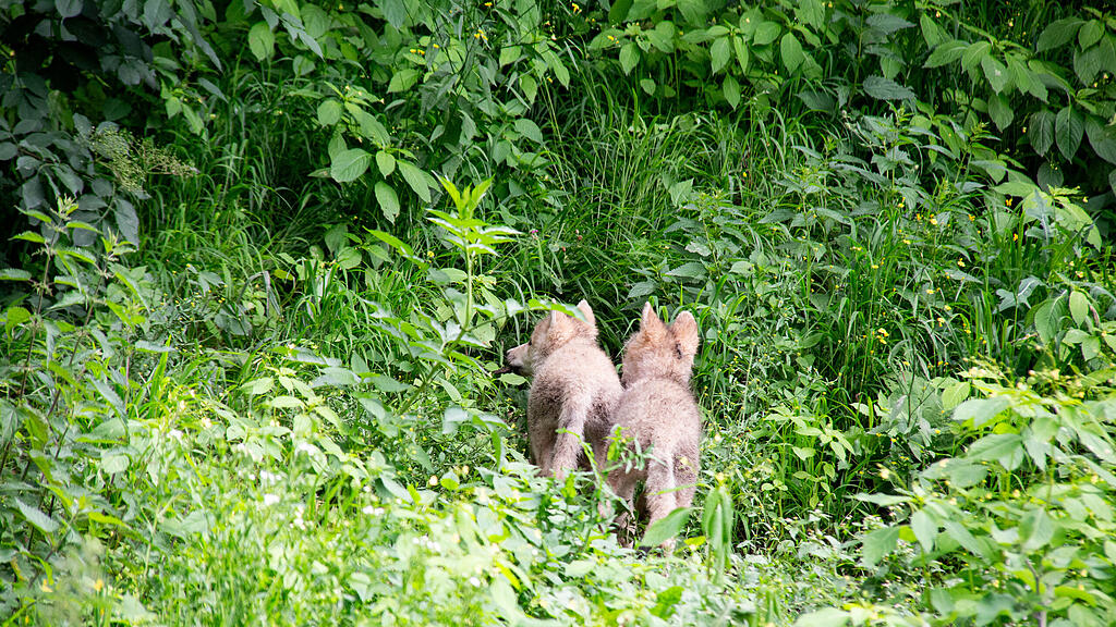 Polarwolf_Jungtiere_c_ZooSBG_Jasmin Kiener (2).jpg