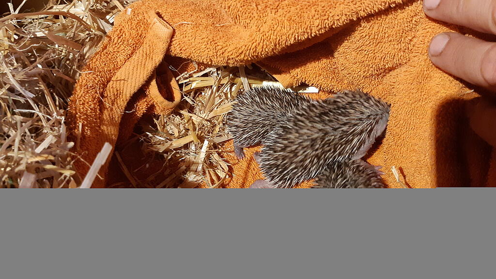 Kleine Igel in OÖ gerettet