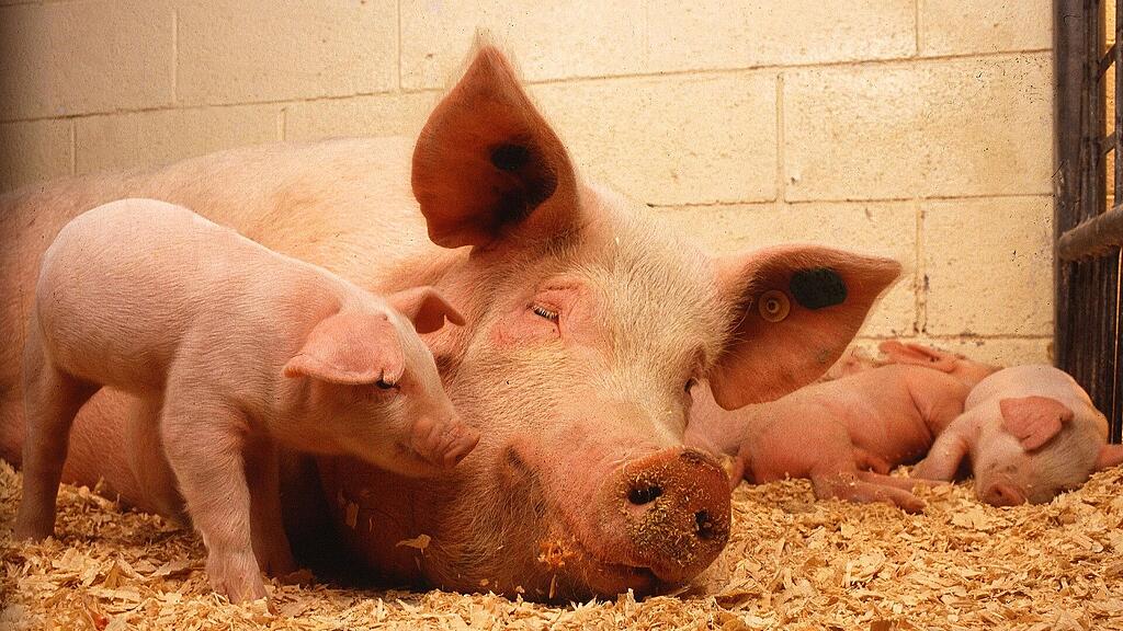 symb_schwein