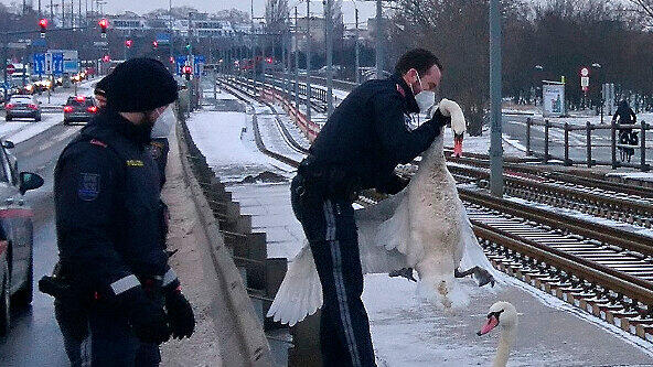 Schwäne bei Floridsdorfer Brücke in Wien gerettet