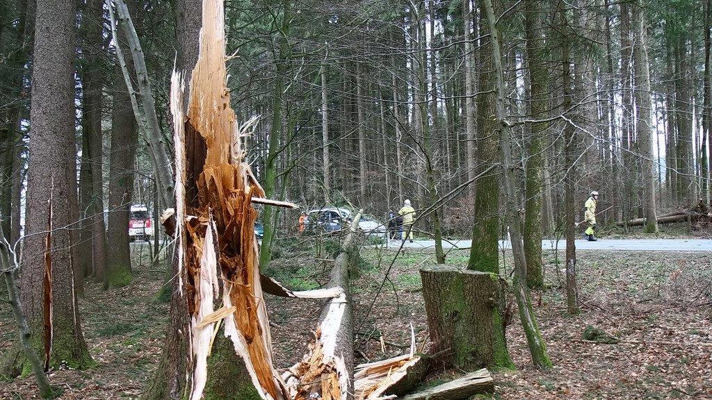 Niklas: Baum an L207 stürzt auf Pkw
