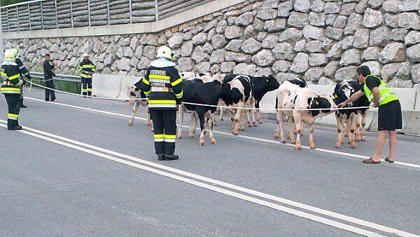 Stiere auf der Autobahn