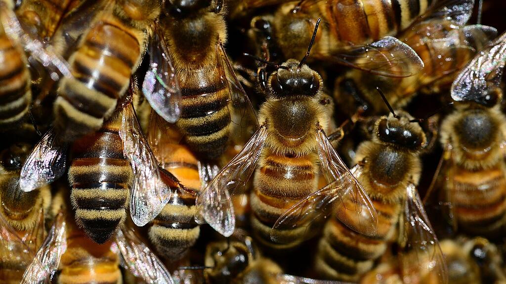 symb_biene, symb_Bienenschwarm