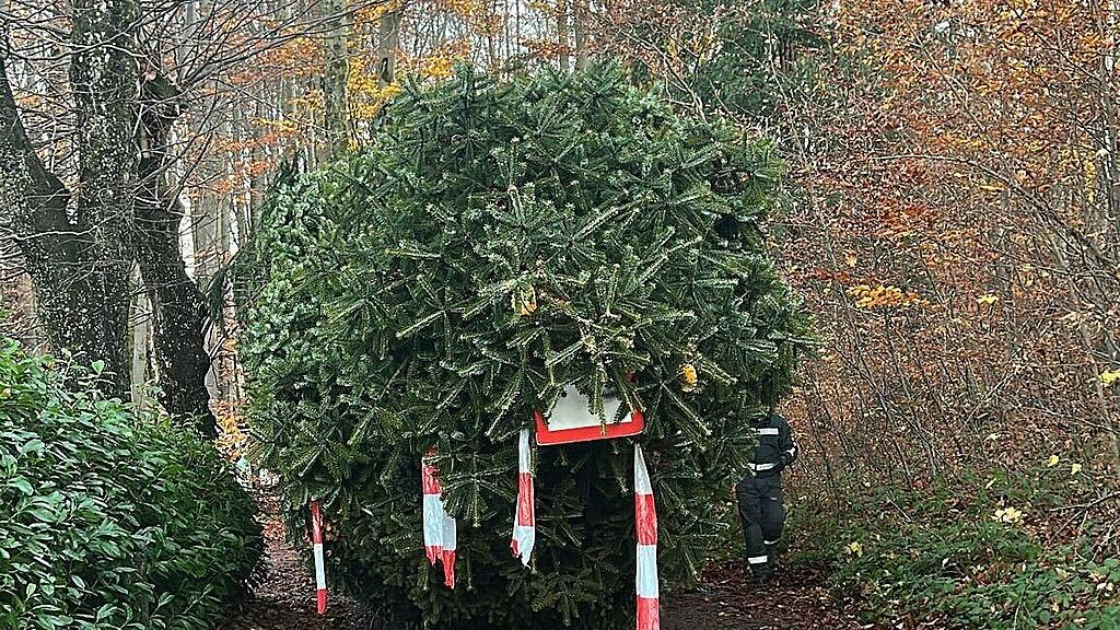 Christbaumernte St. Jakob am Thurn