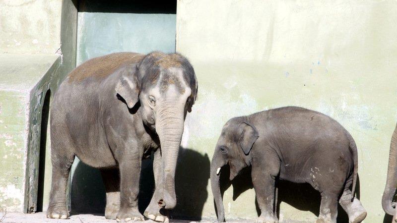 Frühling im Zoo München