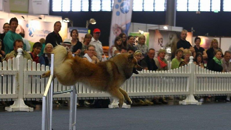 Festival der Hunde