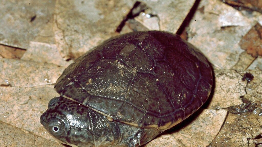 Die weitverbreitete Klappbrustschildkröte Pelusios castaneus bekam durch einen Fehler einen "ausgestorbenen Doppelgänger" von den Seychellen.