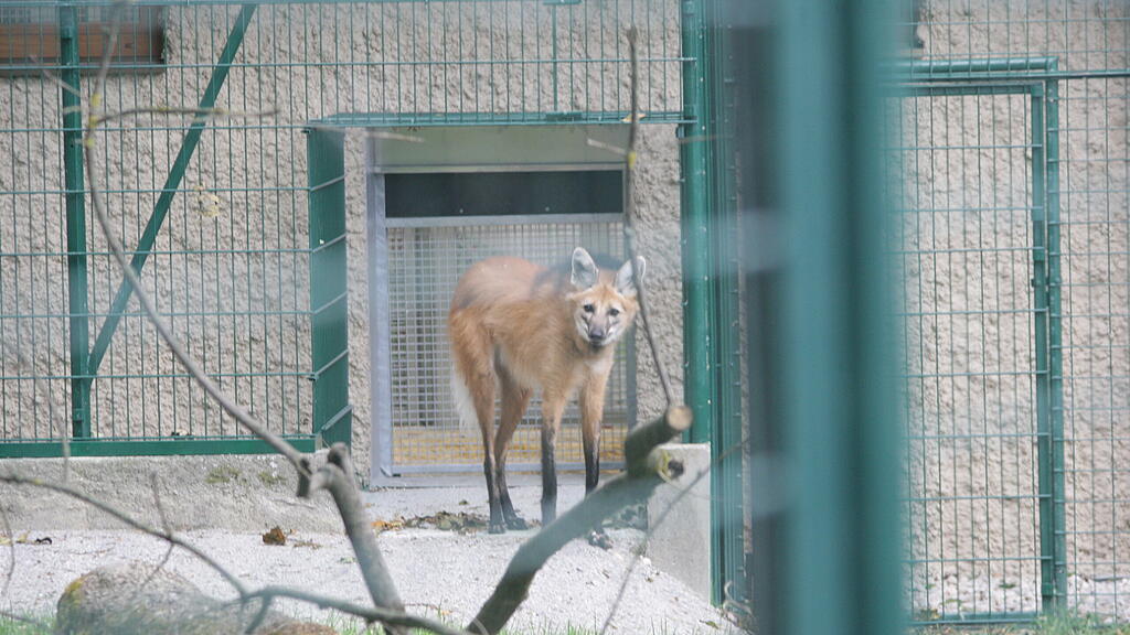 Mähnenwolf-Pärchen Zoo Salzburg