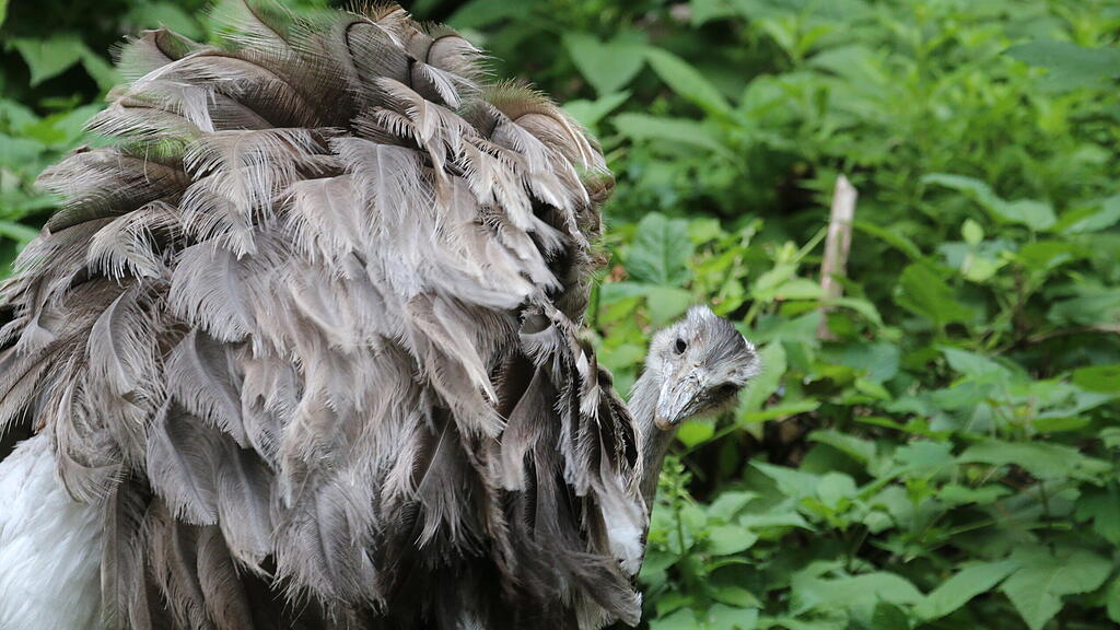 Nandu-Nachwuchs Zoo Salzburg