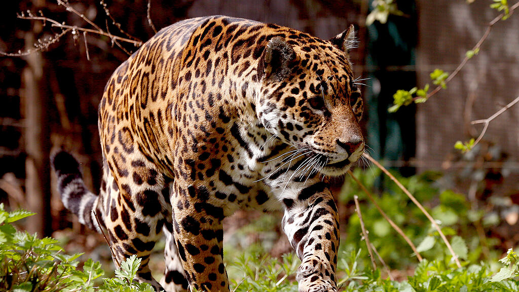 Jaguar, SB