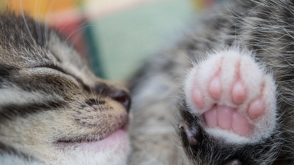 Katze