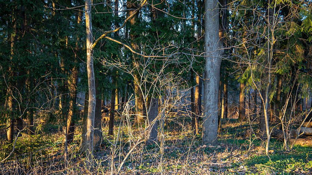 symb_Wald_Salzburg