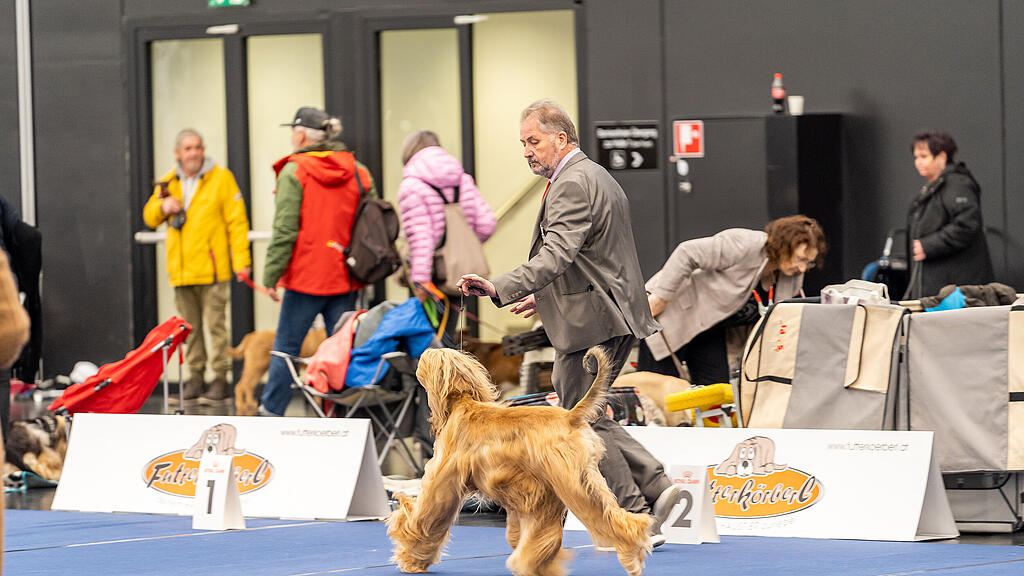 Internationale Hundeausstellung Salzburg 2022