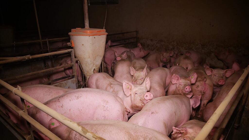 Schweinemastbetrieb Steiermark