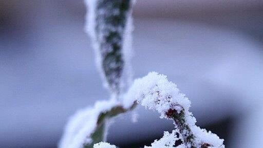 Frost am Morgen