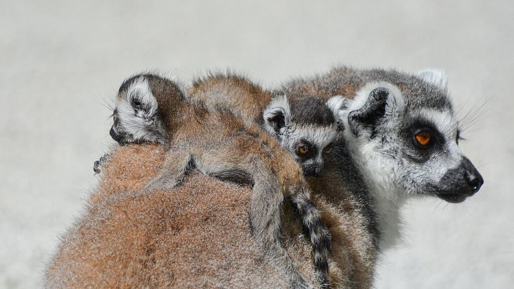 Kattas, Zoo Salzburg