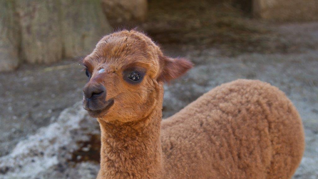 Frühlingserwachen im Salzburger Zoo