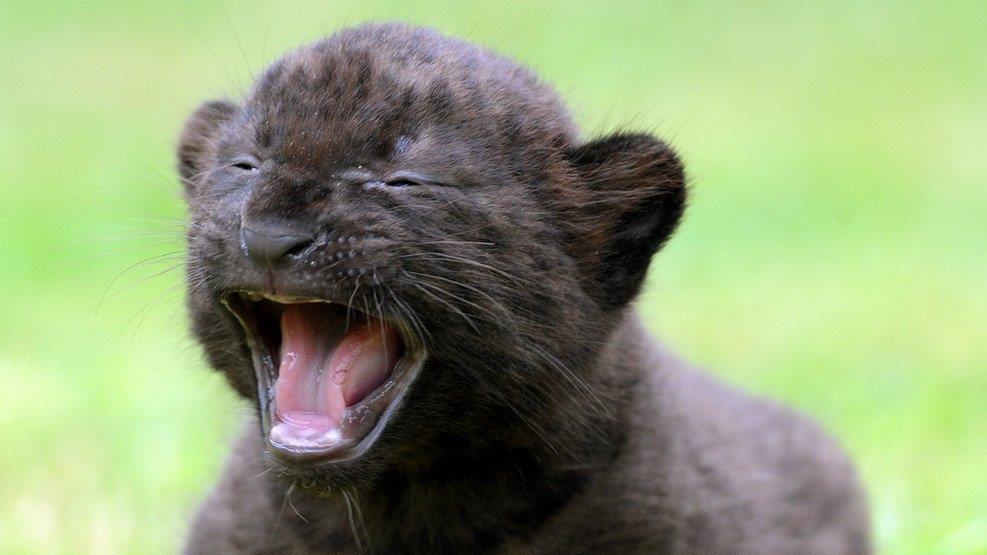 Die besten Tierbilder der Woche