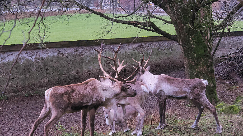 Waldrentiere Zoo Salzburg