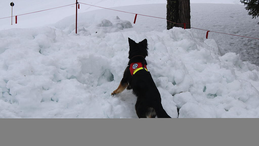 Lawinenhunde Bergrettung Training