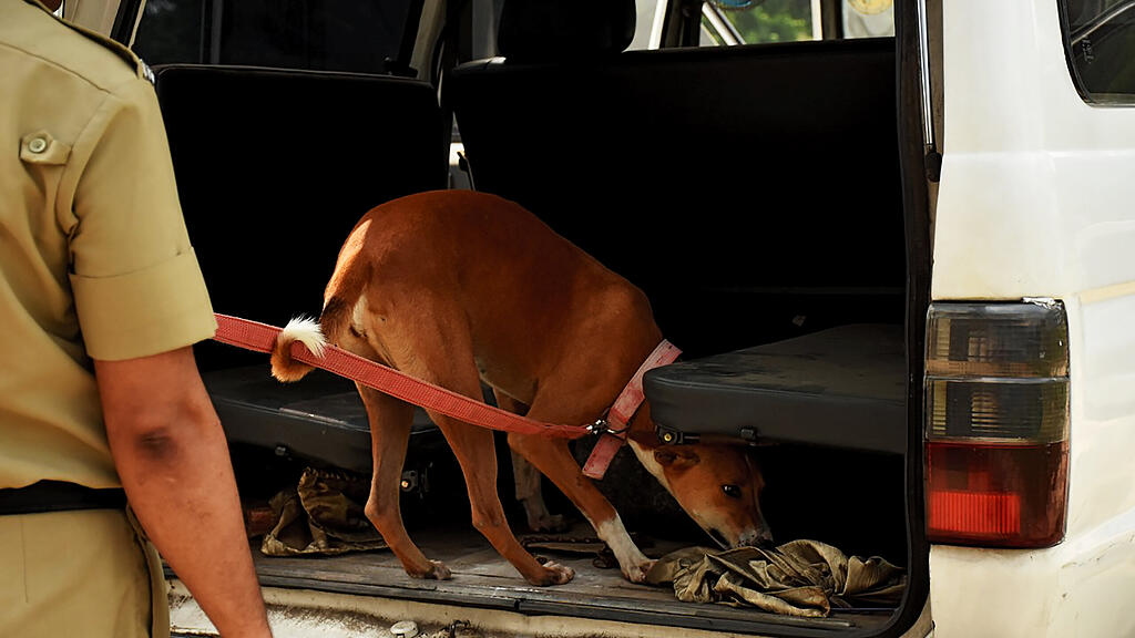 Hund, Indien