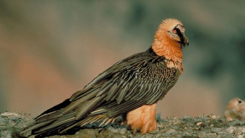 Bartgeier im Nationalpark Hohe Tauern