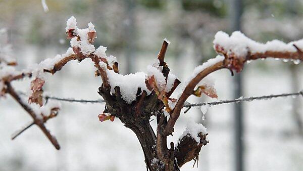 Grund für die Maßnahme sind die Frost-Schäden vom Frühjahr
