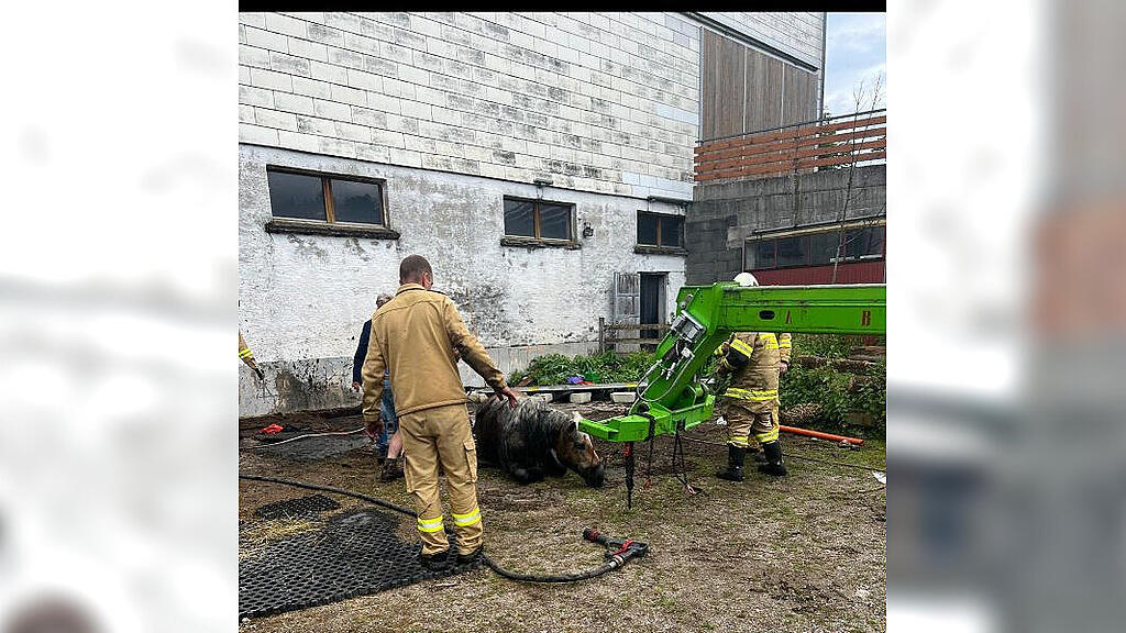 Pferd in Güllegrübe