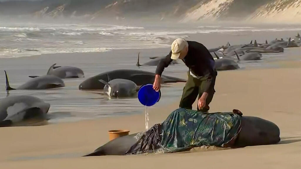Massenstrandung von Walen in Tasmanien