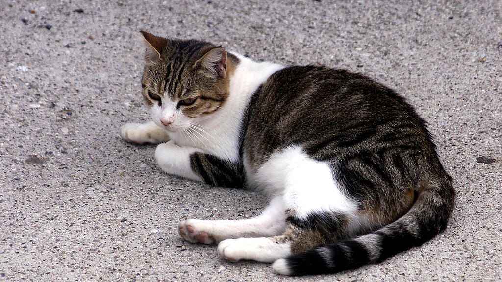Kater in Tirol erschossen