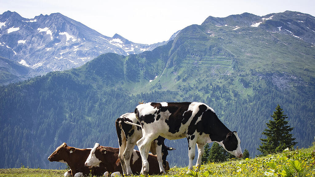 Bio-Tierhaltung künftig nur mit Zugang zu Weide