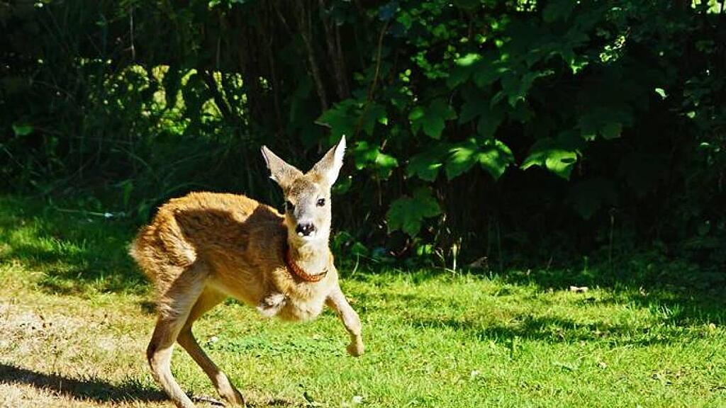 Mimi hüpft bereits auf drei Beinen durch den Garten