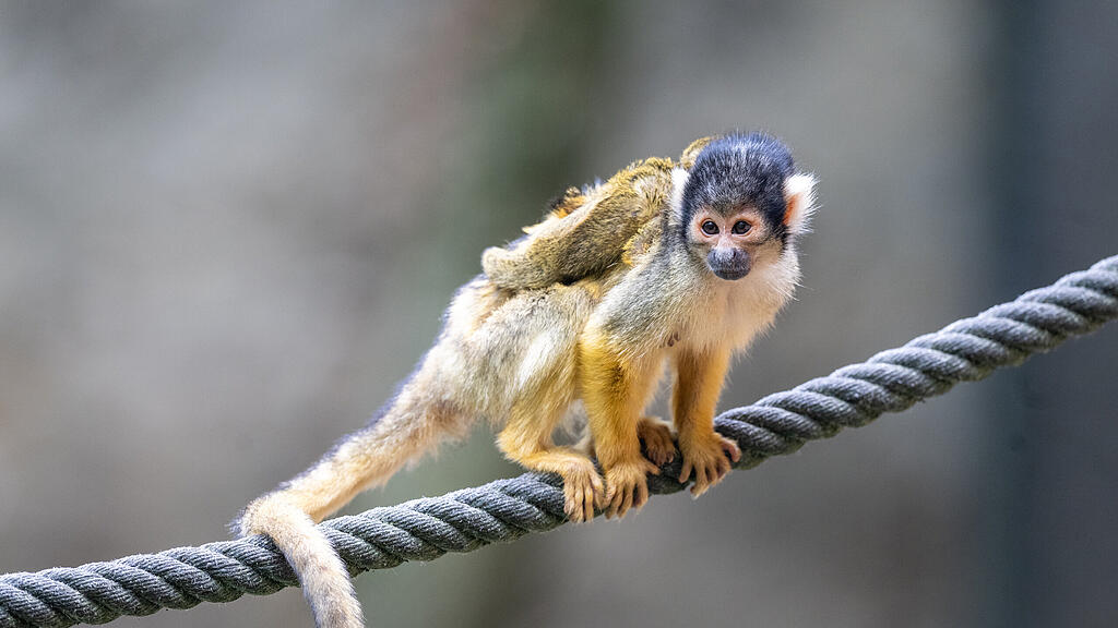 Totenkopfaffen Zoo Salzburg