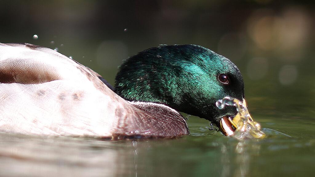 Eine verendete Ente wurde am Grabensee gefunden (Symbolbild).