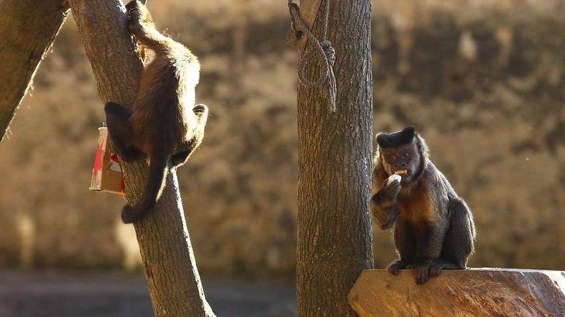 Weihnachten im Zoo