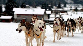 Hundeschlittenrennen in Inzell