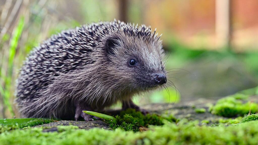 Igel