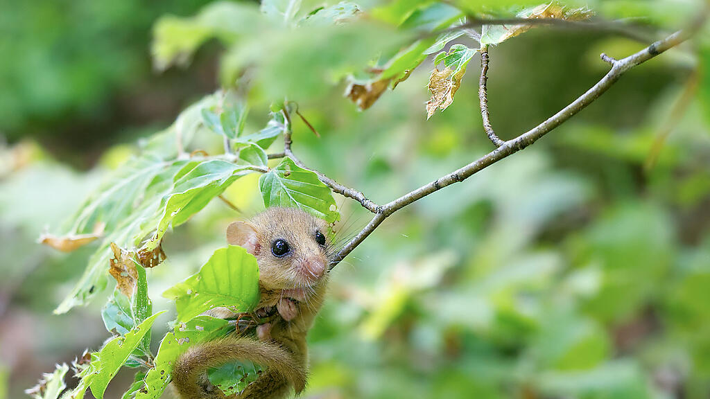 Haselmaus