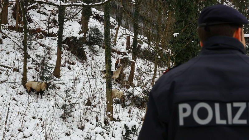 Doe Polizei versuchte zu verhindern, dass die ausgebüxten Ziegenböcken nicht auf die Straße kamen.