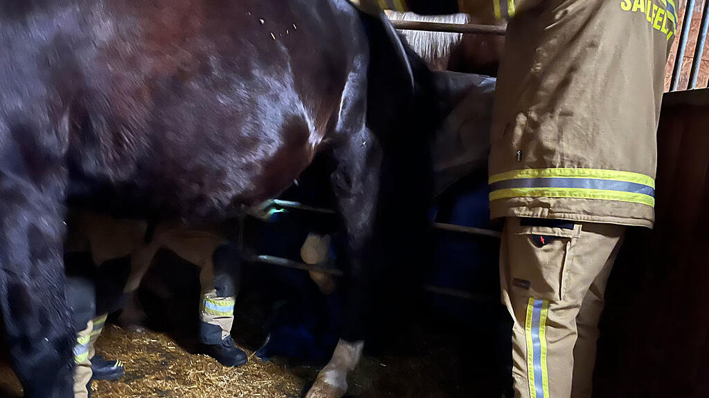 Pferd in Absperrgitter eingeklemmt: Feuerwehr Saalfelden befreit Tier