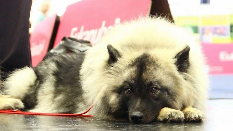 Festival der Hunde